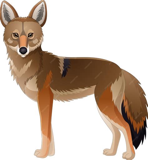 coyote kissanime